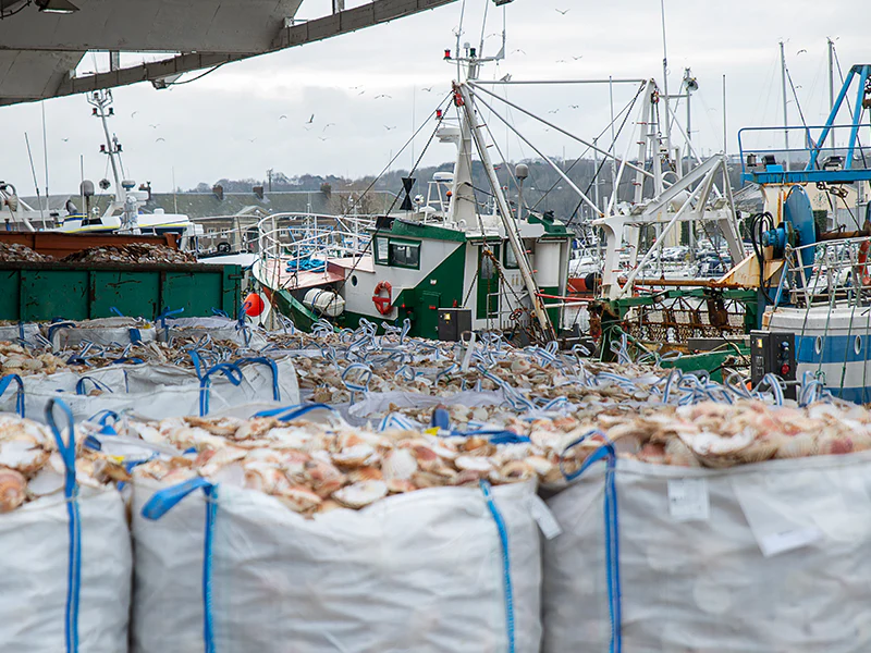Fulton's Finest Wild Colossal Dry Sea Scallops - 1lb - Image 7