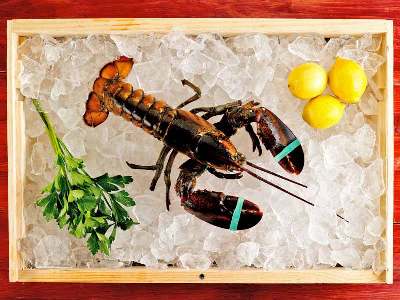 Live Cold Water Wild Lobsters - Image 3