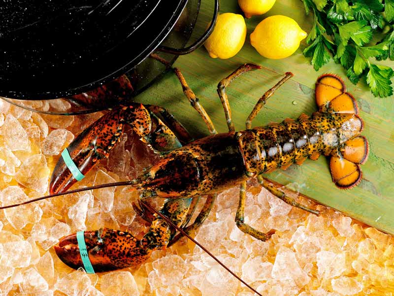 Live Cold Water Wild Lobsters - Image 4